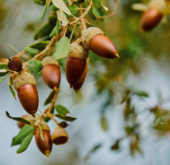 Bellotas