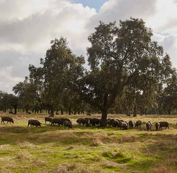Grupo de cerdos ibericos comiendo bellotas