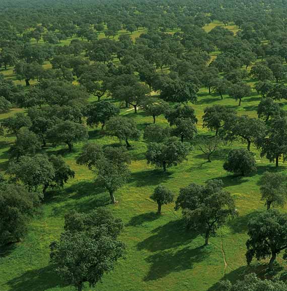 Dehesa Vale Legado